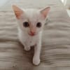 Lily Rose, la belle minette