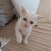 Lily Rose, la belle minette