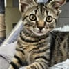 TOM
