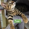 TOM