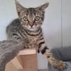 TOM