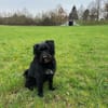Alfi 2-jähriger Puli Mix