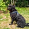 Alfi 2-jähriger Puli Mix