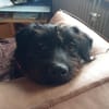 Alfi 2-jähriger Puli Mix