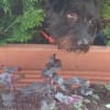 Alfi 2-jähriger Puli Mix