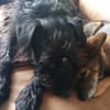 Alfi 2-jähriger Puli Mix