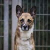 Lennox sucht ein Zuhause