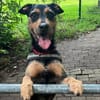 Frodo träumt von einem eigenen Zuhause