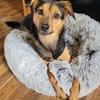 Bobby sucht seine Menschen