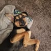 Bobby sucht seine Menschen