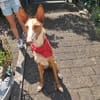 Xenon - Bildschöner Podenco