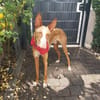 Xenon - Bildschöner Podenco