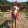 Xenon - Bildschöner Podenco
