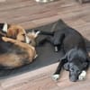 Clara - Verspielte Kuschelmaus