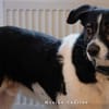 Maxi sucht seine Menschen