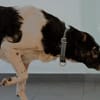 Maxi sucht seine Menschen