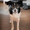Maxi sucht seine Menschen