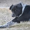 Sam Carter sucht hundeerfahrene Menschen
