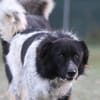 Sam Carter sucht hundeerfahrene Menschen