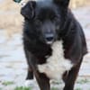 Kiko - aufgeweckt u. freundlich