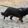 Kiko - aufgeweckt u. freundlich