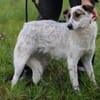 Elsa - kinderliebe Familienhündin
