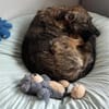 Samira - bereit für ihr neues Zuhause