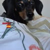 Harry - unkompliziert und verschmust
