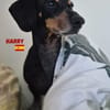 Harry - unkompliziert und verschmust