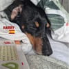 Harry - unkompliziert und verschmust