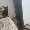Dali, kleine schwarze Schönheit sucht ..