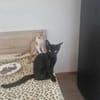 Dali, kleine schwarze Schönheit sucht ..