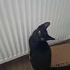 Dali, kleine schwarze Schönheit sucht ..