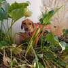 Katzenverträgliche Junghündin sucht DICH