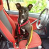 Cara 💜💜💜 Happy-Home gesucht