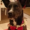 Cara 💜💜💜 Happy-Home gesucht