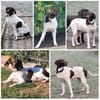 CANDY, w., kastr., Pointer-Mix, 60 cm