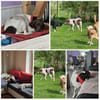 CANDY, w., kastr., Pointer-Mix, 60 cm