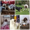 CANDY, w., kastr., Pointer-Mix, 60 cm