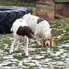 CANDY, w., kastr., Pointer-Mix, 60 cm