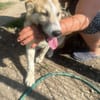 Sansa, hübsches Hundemädchen sucht