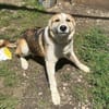 Sansa, hübsches Hundemädchen sucht