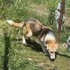 Sansa, hübsches Hundemädchen sucht