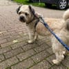 Elvis - Ein kleiner Charakterkopf sucht