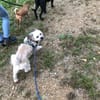 Elvis - Ein kleiner Charakterkopf sucht