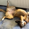 Georgia, geb. ca. 05/2019, 13503 Berlin