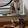 Malina und Ljuba aus dem Tierschutz