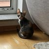 Malina und Ljuba aus dem Tierschutz