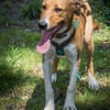 Perro ist freundlich und neugierig