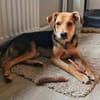 Zeus - junger Hunf mit sanftem Wesen